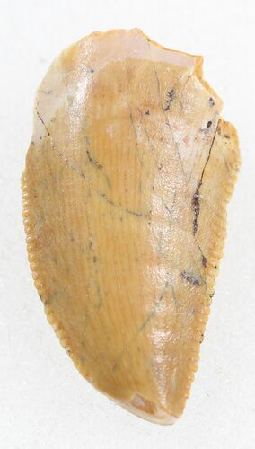 Serrated, Raptor Tooth - Morocco #37780